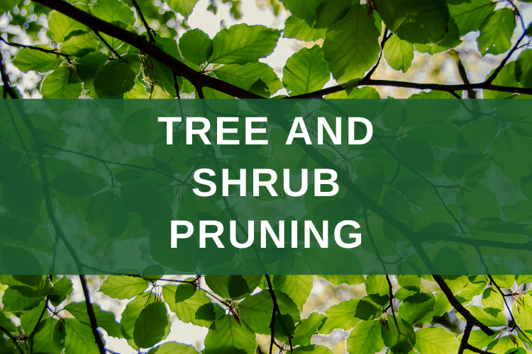 tree pruning in somerset